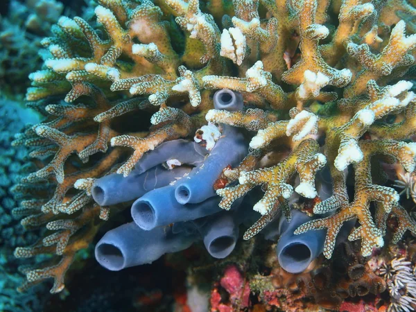 Demosponge, Ilha Bali, Pemuteran — Fotografia de Stock