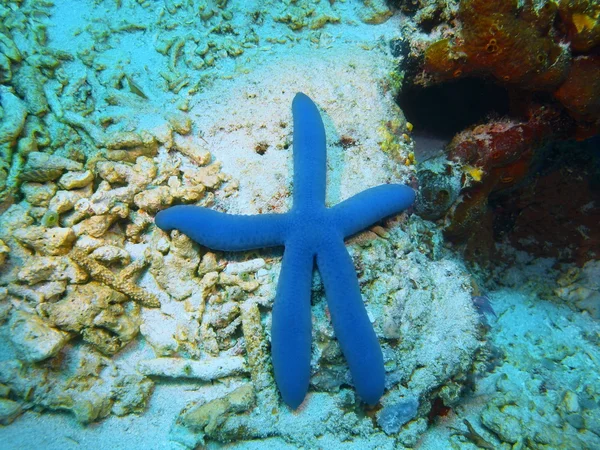 Bintang laut, pulau Bali, Pemuteran — Stok Foto