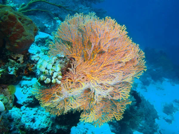 Coral gorgoniano, Isla de Bali, Pemútero — Foto de Stock