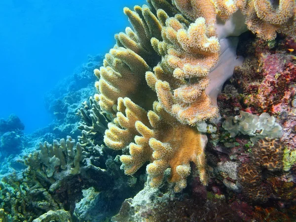 Coral mole, Ilha Bali, Pemuterão — Fotografia de Stock