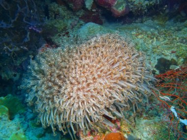 Yumuşak mercan, Adası Bali, Pemuteran