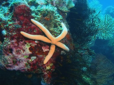 Deniz yıldızı, Adası Bali, Pemuteran