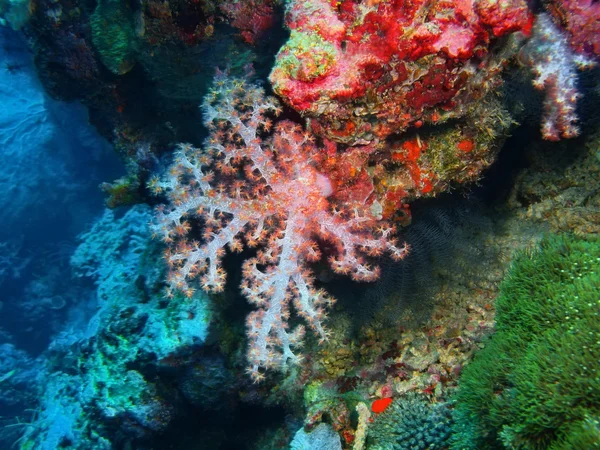 Coral blando, Isla de Bali, Pemuterino — Foto de Stock