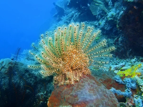 Crinoide, Isla Bali, Pemuterino —  Fotos de Stock