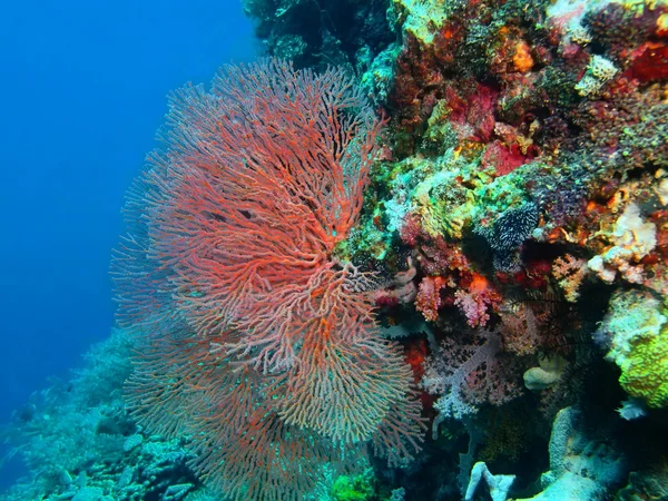 Coral gorgoniano, Isla de Bali, Pemútero — Foto de Stock