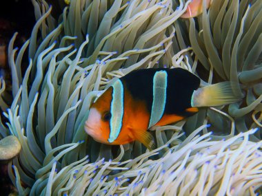 Scorpionfish, Adası Bali, Pemuteran