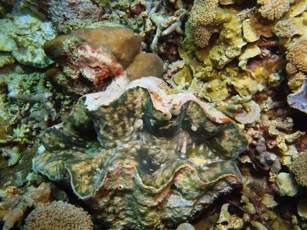 Estrella de mar, Isla de Bali, Pemútero — Foto de Stock