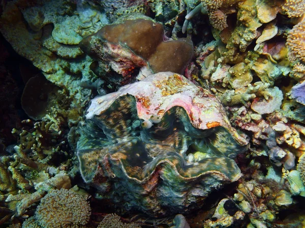 Seestern, Insel Bali, Gebärmutter — Stockfoto