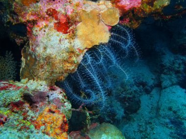 Dijana, Adası Bali, Pemuteran