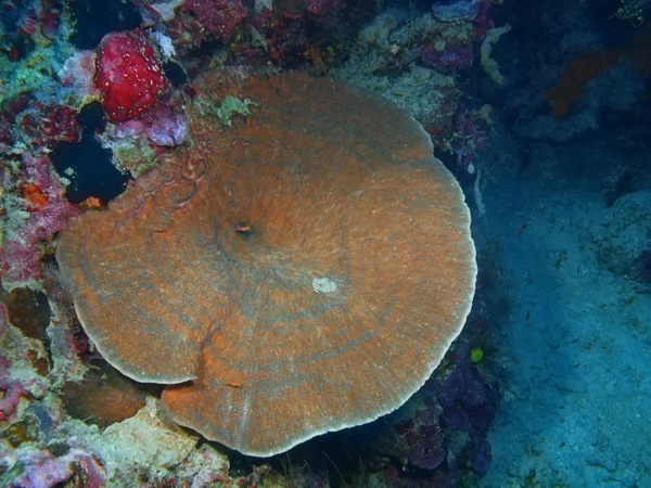 Corallo di pietra, Isola di Bali, Pemuterano — Foto Stock