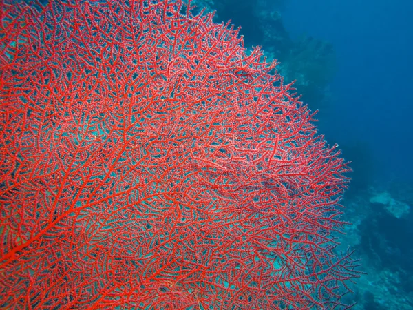 Gorgonian coral, Island  Bali, Pemuteran — Stock Photo, Image