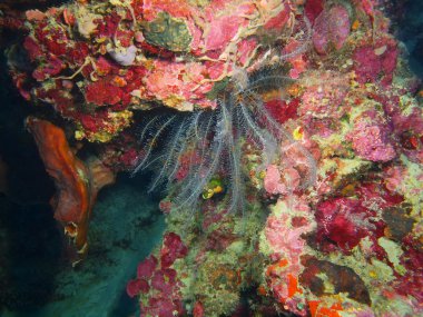 Dijana, Adası Bali, Pemuteran