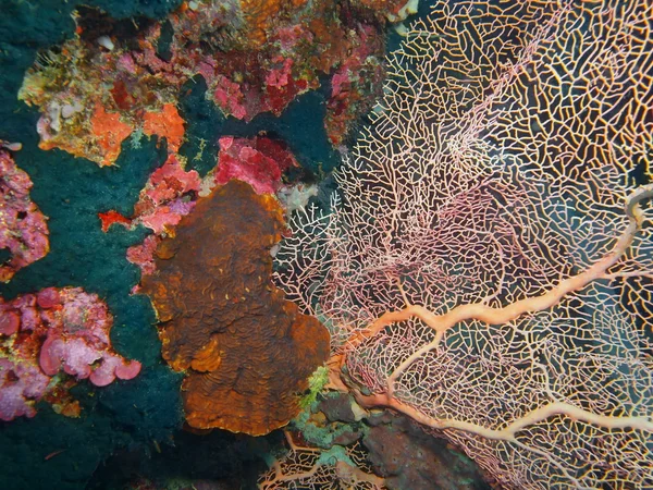 ปะการัง Gorgonian, เกาะบาหลี, เกาะ — ภาพถ่ายสต็อก