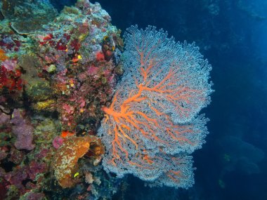 Gorgonian mercan, Adası Bali, Pemuteran