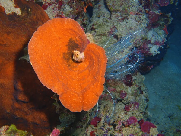 石サンゴ、バリ島、プムトゥラン — ストック写真