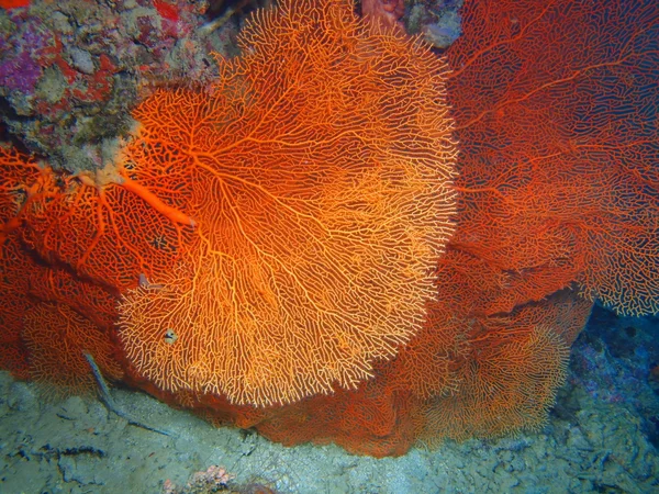 Gorgonian coral, Island  Bali, Pemuteran — Stock Photo, Image