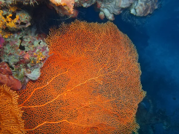 喜ばサンゴ、バリ島、プムトゥラン — ストック写真