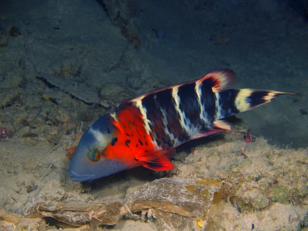 Poisson corail, île de Bali, Pemuteran — Photo