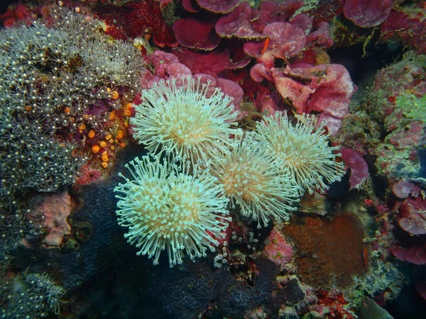 Piedra de coral, Isla de Bali, Pemútero —  Fotos de Stock