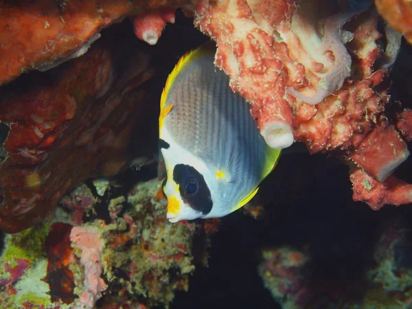 Poisson corail, île de Bali, Pemuteran — Photo