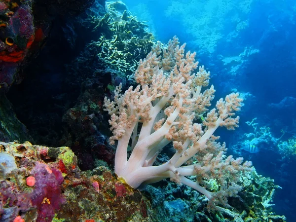 Coral mole, Ilha Bali, Pemuterão — Fotografia de Stock