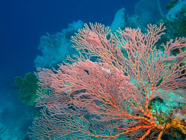 Piedra de coral, Isla de Bali, Pemútero — Foto de Stock