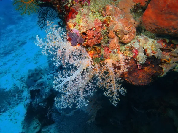 柔らかいサンゴ、バリ島、プムトゥラン — ストック写真