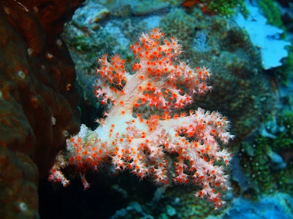 Měkké korály, ostrov Bali, Pemuteran — Stock fotografie