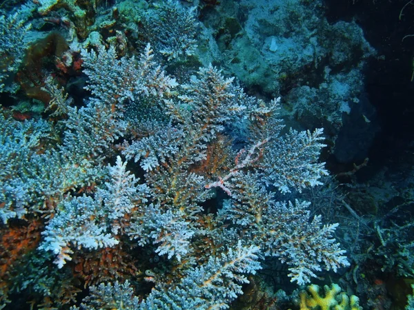 Steinkorallen, Insel Bali, Pemuteran — Stockfoto