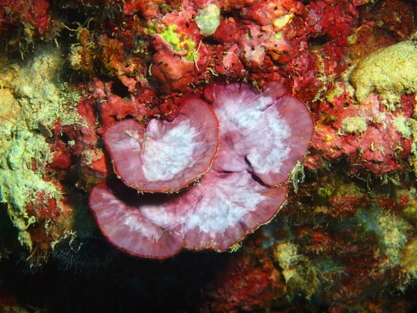 Stone coral, Island  Bali, Pemuteran — Stock Photo, Image