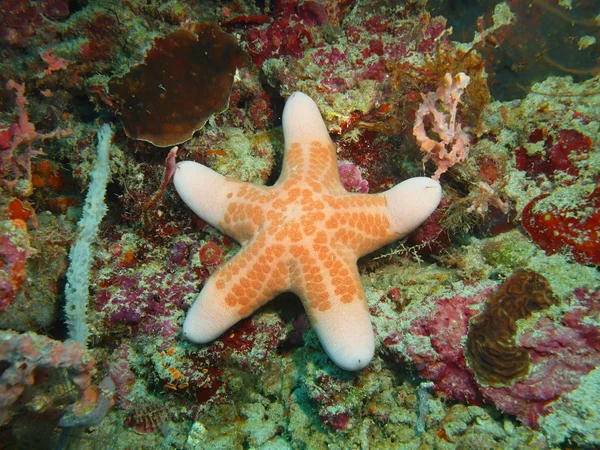 Starfish, eiland Bali, Pemuteran Rechtenvrije Stockfoto's