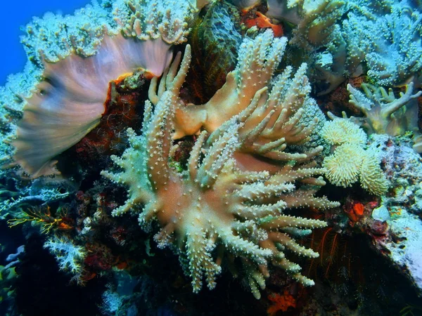 Morbido corallo, Isola di Bali, Pemutero — Foto Stock