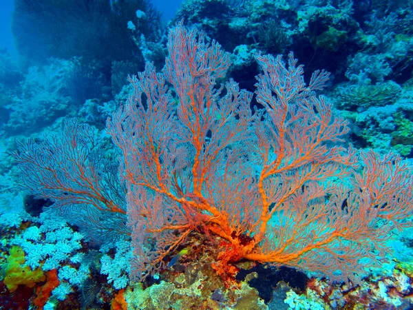 Gorgonian coral, ön Bali, Pemuteran — Stockfoto