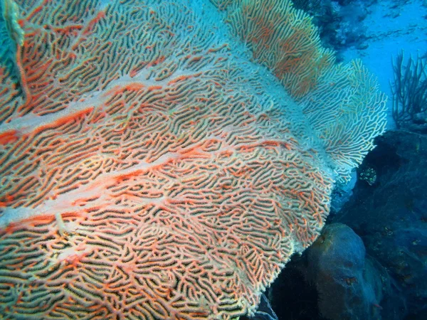 Coral Gorgoniano, Ilha Bali, Pemuterão — Fotografia de Stock