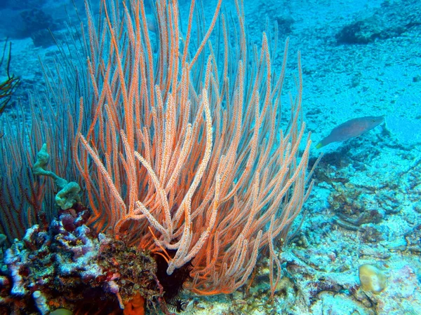 Soft coral, Island  Bali, Pemuteran — Stock Photo, Image