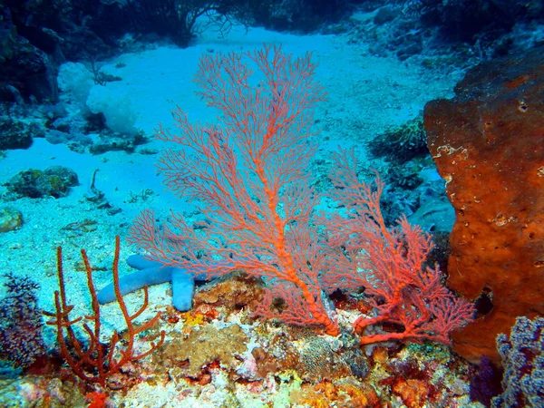 Gorgonian coral, ön Bali, Pemuteran — Stockfoto