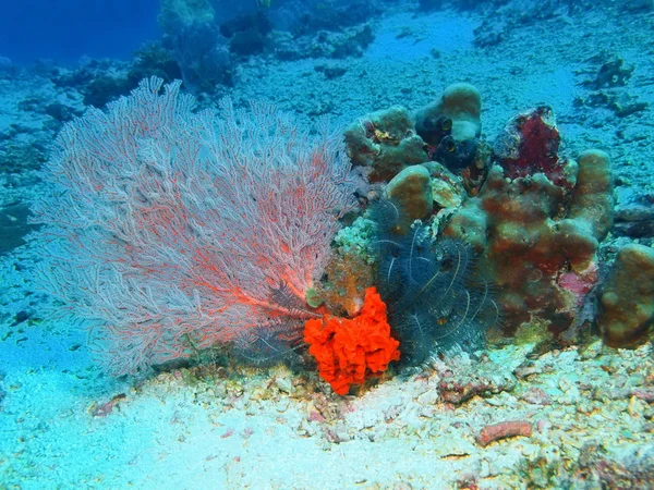 Coral Gorgoniano, Ilha Bali, Pemuterão — Fotografia de Stock