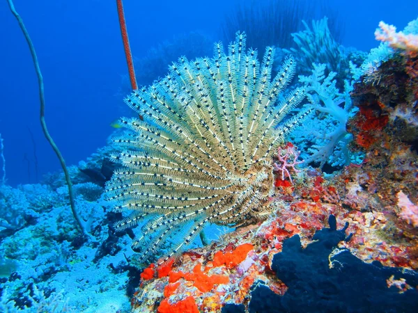 Dijana, Adası Bali, Pemuteran