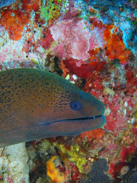 Moray eel, Island  Bali,  Pemuteran — Stock Photo, Image