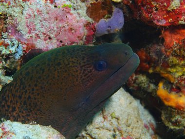 Müren balığı, Adası Bali, Pemuteran