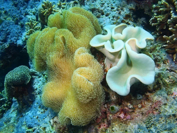 Coral blando, Isla de Bali, Pemuterino —  Fotos de Stock