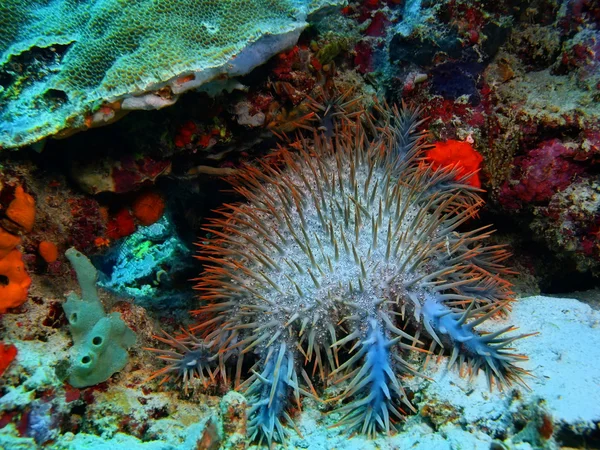 Starfish, Island  Bali, Pemuteran — Stock Photo, Image