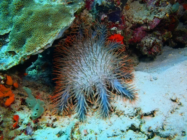 Starfish, Island  Bali, Pemuteran — Stock Photo, Image