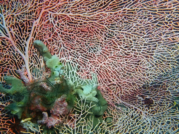 Corallo gorgonese, Isola di Bali, Pemutero — Foto Stock