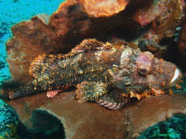 Scorpionfish, Adası Bali, Pemuteran