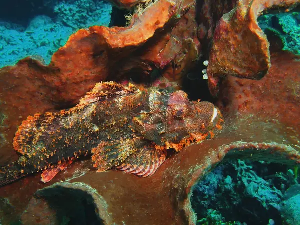Scorpionfish, Adası Bali, Pemuteran — Stok fotoğraf