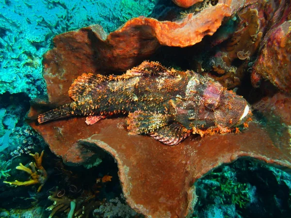 Skorpionfisk, ön Bali, Pemuteran — Stockfoto