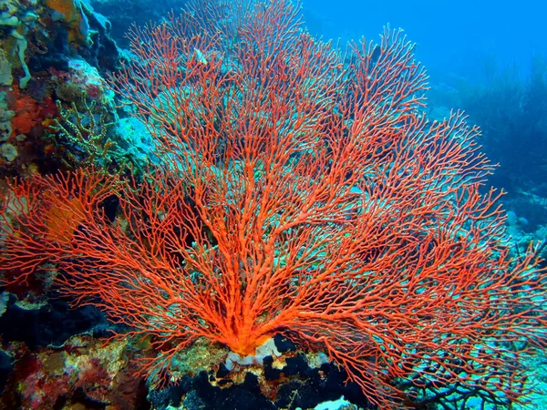 Coral Gorgoniano, Ilha Bali, Pemuterão — Fotografia de Stock