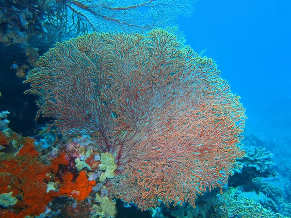 Gorgonian mercan, Adası Bali, Pemuteran — Stok fotoğraf