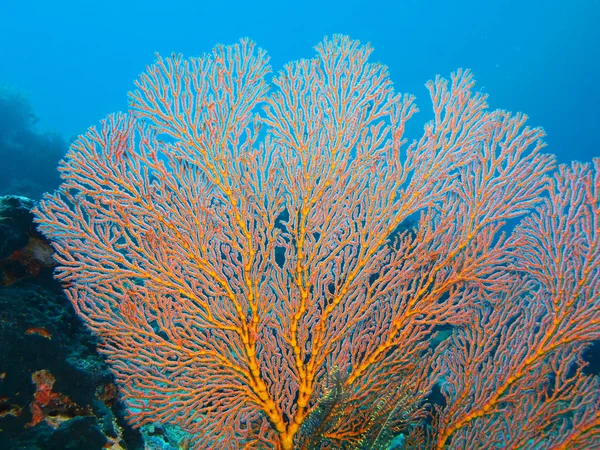 Gorgonian coral, ön Bali, Pemuteran — Stockfoto